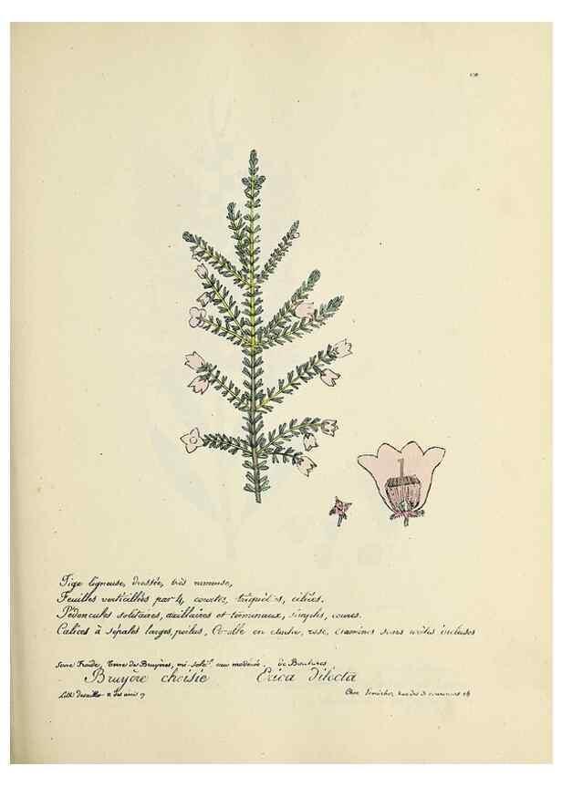 Reproducción/Reproduction 49501334446: Flore universelle. Saint-Denis :Au Bureau et chez Meilhac :[1848]-[1849]. 