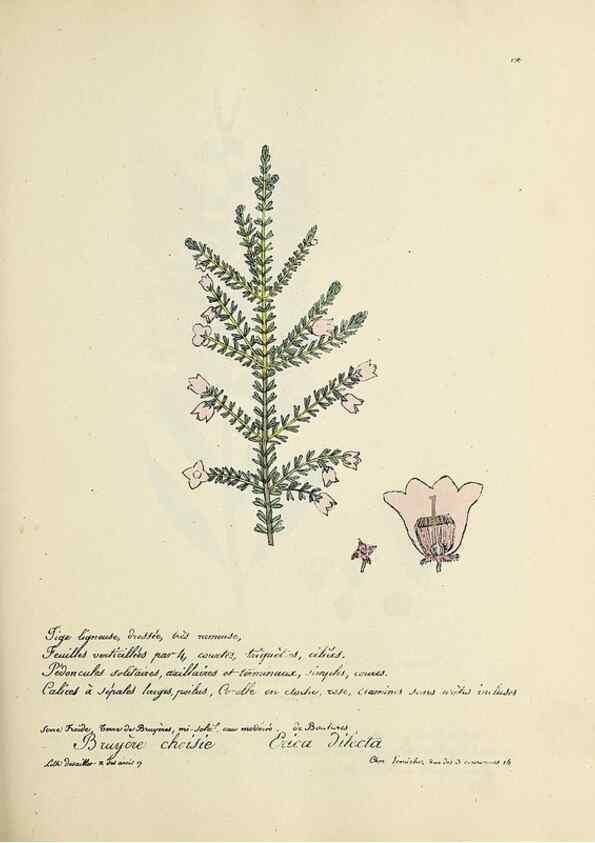 Reproducción/Reproduction 49501334446: Flore universelle. Saint-Denis :Au Bureau et chez Meilhac :[1848]-[1849]. 