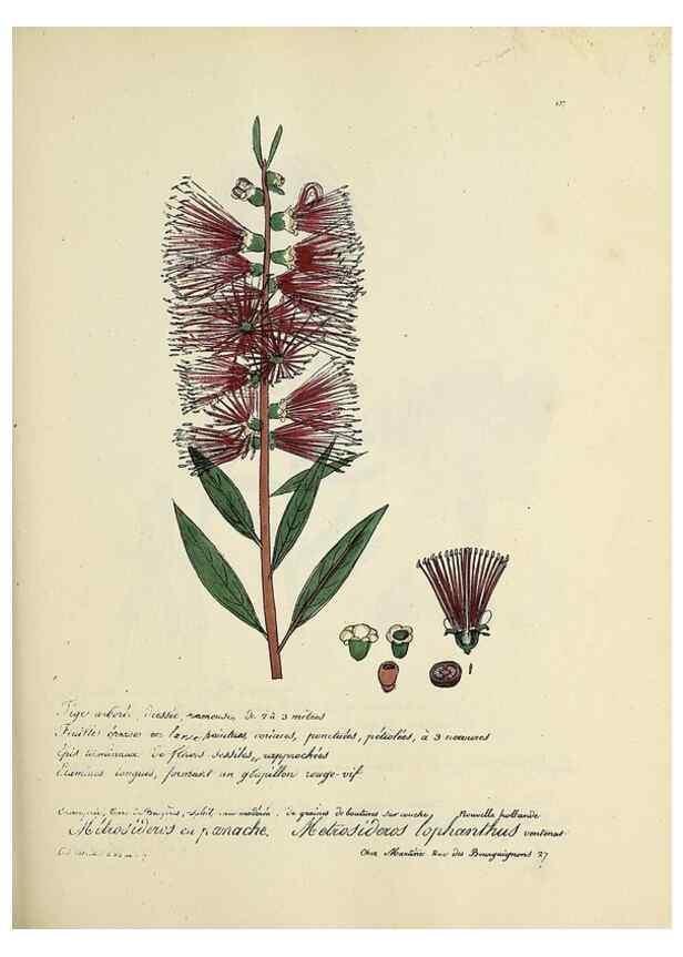 Reproducción/Reproduction 49500830118: Flore universelle. Saint-Denis :Au Bureau et chez Meilhac :[1848]-[1849]. 