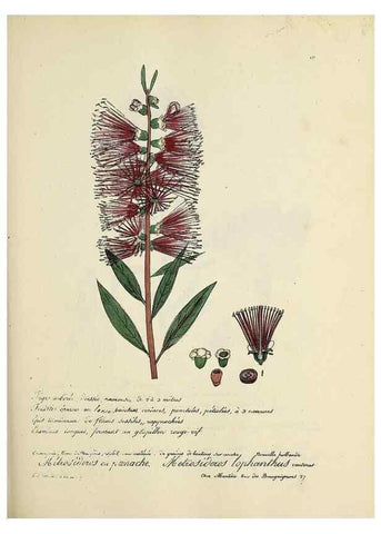Reproducción/Reproduction 49500830118: Flore universelle. Saint-Denis :Au Bureau et chez Meilhac :[1848]-[1849]. 