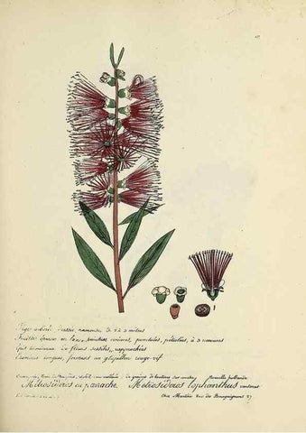 Reproducción/Reproduction 49500830118: Flore universelle. Saint-Denis :Au Bureau et chez Meilhac :[1848]-[1849]. 