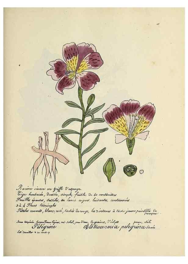 Reproducción/Reproduction 49501558007: Flore universelle. Saint-Denis :Au Bureau et chez Meilhac :[1848]-[1849]. 