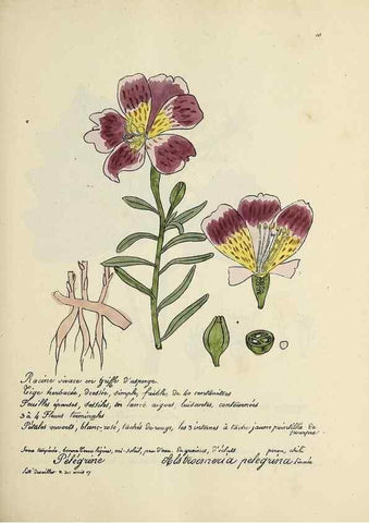 Reproducción/Reproduction 49501558007: Flore universelle. Saint-Denis :Au Bureau et chez Meilhac :[1848]-[1849]. 