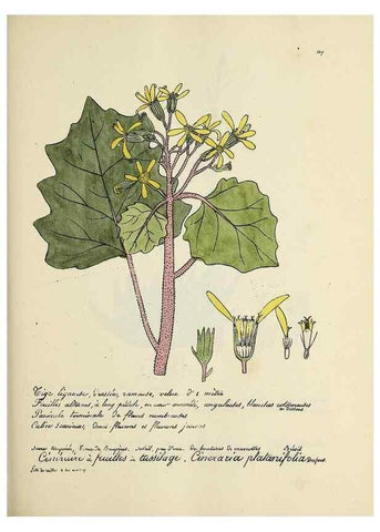 Reproducción/Reproduction 49500830708: Flore universelle. Saint-Denis :Au Bureau et chez Meilhac :[1848]-[1849]. 
