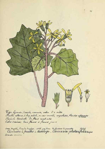 Reproducción/Reproduction 49500830708: Flore universelle. Saint-Denis :Au Bureau et chez Meilhac :[1848]-[1849]. 