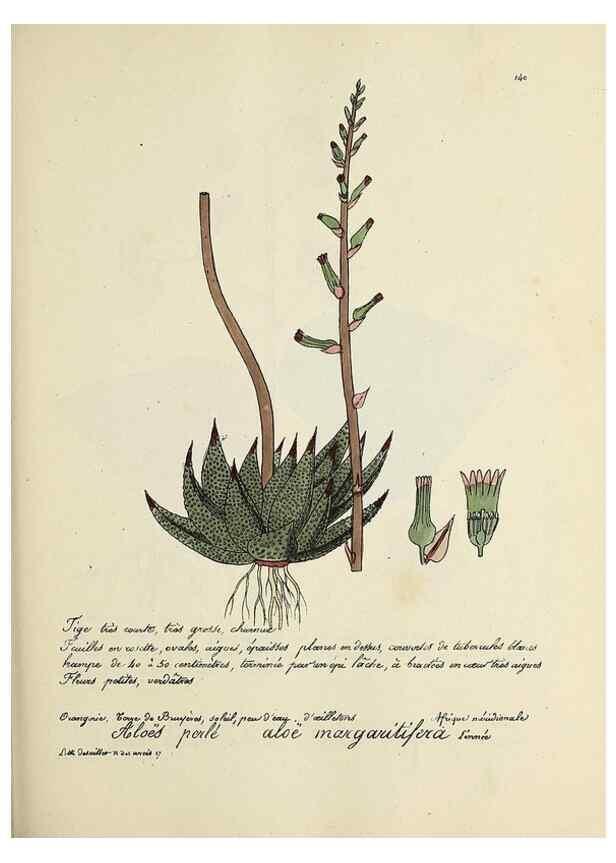 Reproducción/Reproduction 49501558607: Flore universelle. Saint-Denis :Au Bureau et chez Meilhac :[1848]-[1849]. 