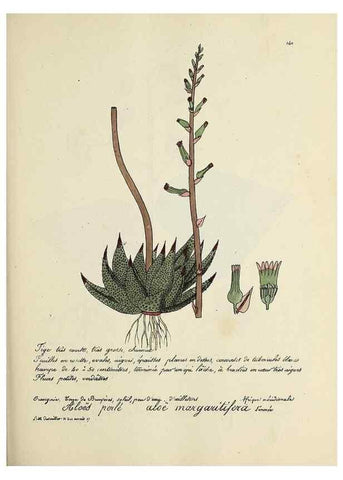 Reproducción/Reproduction 49501558607: Flore universelle. Saint-Denis :Au Bureau et chez Meilhac :[1848]-[1849]. 