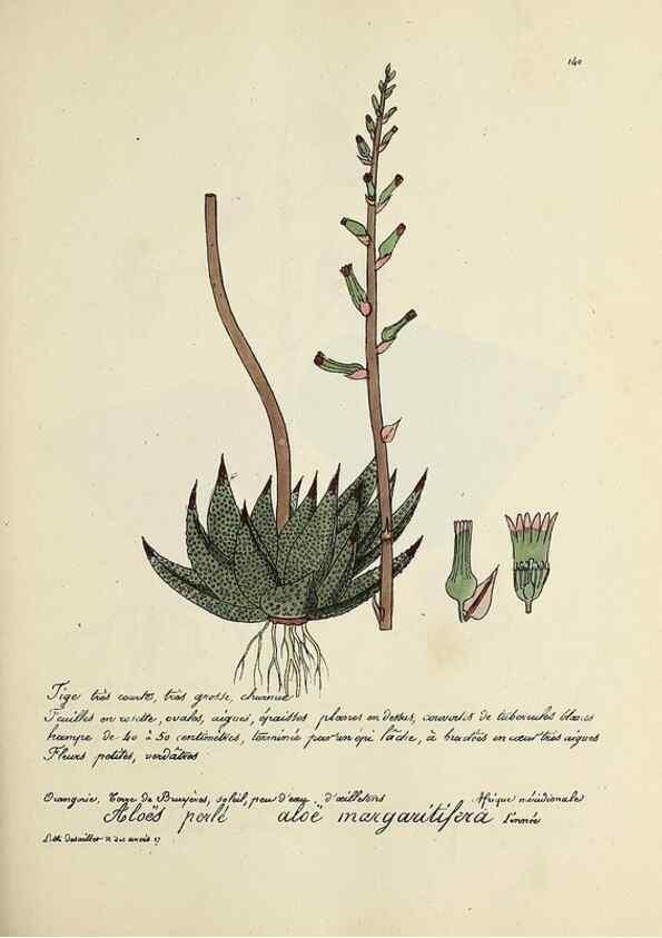 Reproducción/Reproduction 49501558607: Flore universelle. Saint-Denis :Au Bureau et chez Meilhac :[1848]-[1849]. 