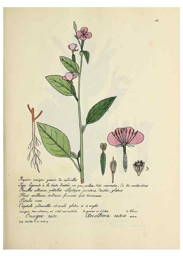Reproducción/Reproduction 49500826733: Flore universelle. Saint-Denis :Au Bureau et chez Meilhac :[1848]-[1849]. 