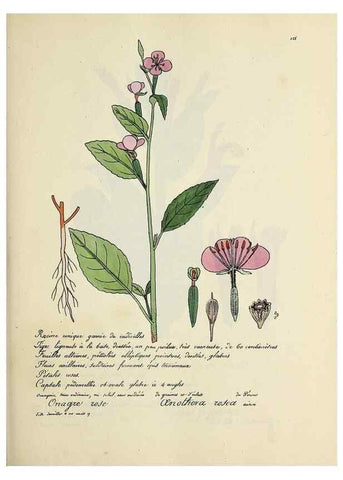 Reproducción/Reproduction 49500826733: Flore universelle. Saint-Denis :Au Bureau et chez Meilhac :[1848]-[1849]. 