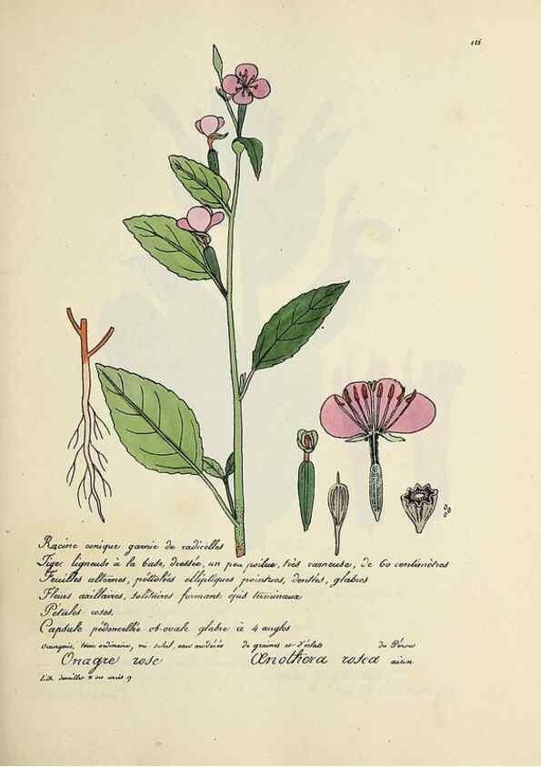 Reproducción/Reproduction 49500826733: Flore universelle. Saint-Denis :Au Bureau et chez Meilhac :[1848]-[1849]. 