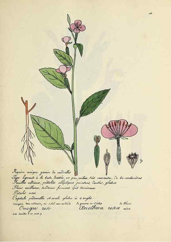 Reproducción/Reproduction 49500826733: Flore universelle. Saint-Denis :Au Bureau et chez Meilhac :[1848]-[1849]. 
