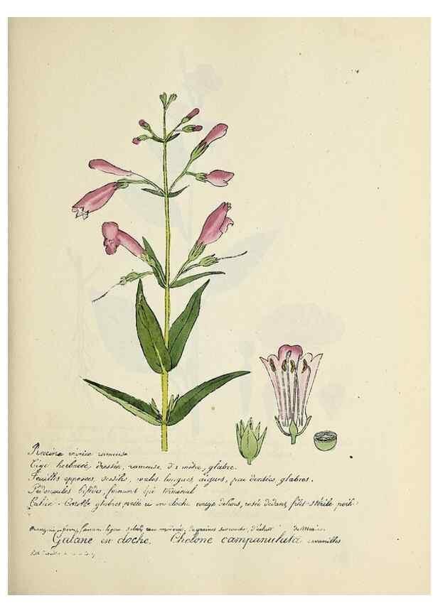 Reproducción/Reproduction 49500826338: Flore universelle. Saint-Denis :Au Bureau et chez Meilhac :[1848]-[1849]. 