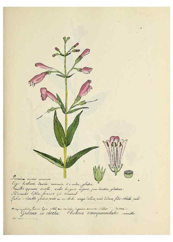Reproducción/Reproduction 49500826338: Flore universelle. Saint-Denis :Au Bureau et chez Meilhac :[1848]-[1849]. 