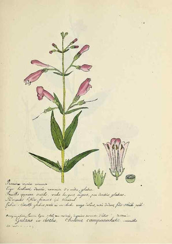 Reproducción/Reproduction 49500826338: Flore universelle. Saint-Denis :Au Bureau et chez Meilhac :[1848]-[1849]. 