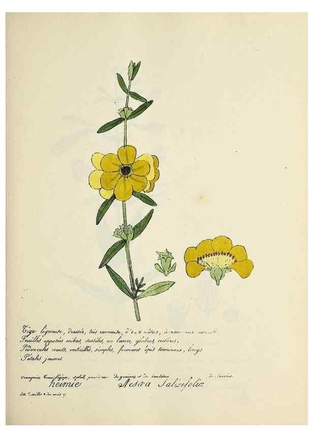 Reproducción/Reproduction 49501330816: Flore universelle. Saint-Denis :Au Bureau et chez Meilhac :[1848]-[1849]. 