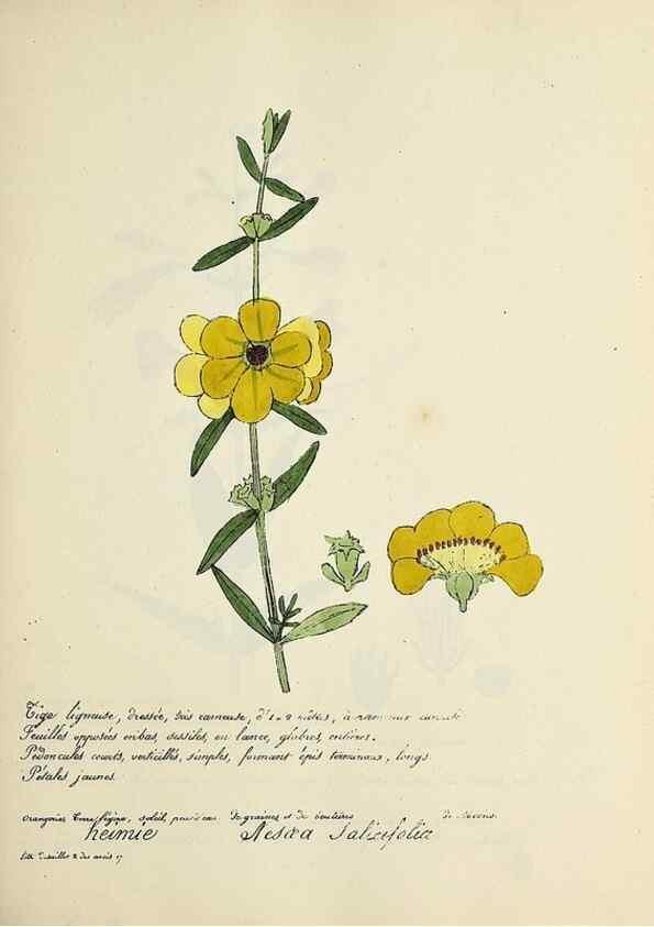 Reproducción/Reproduction 49501330816: Flore universelle. Saint-Denis :Au Bureau et chez Meilhac :[1848]-[1849]. 