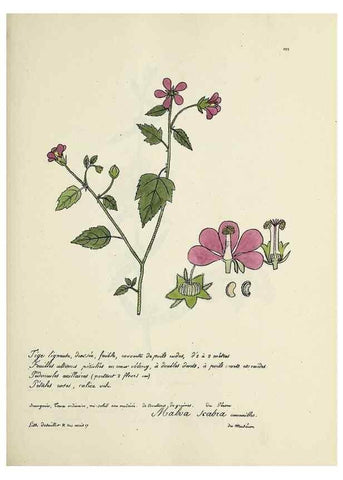 Reproducción/Reproduction 49501330481: Flore universelle. Saint-Denis :Au Bureau et chez Meilhac :[1848]-[1849]. 