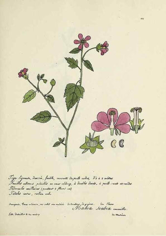 Reproducción/Reproduction 49501330481: Flore universelle. Saint-Denis :Au Bureau et chez Meilhac :[1848]-[1849]. 
