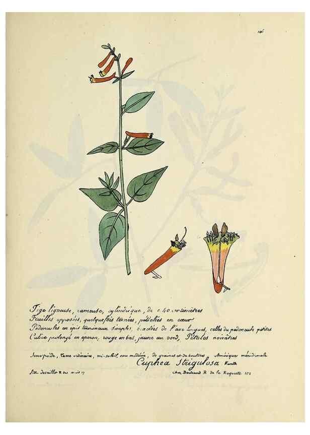 Reproducción/Reproduction 49500821298: Flore universelle. Saint-Denis :Au Bureau et chez Meilhac :[1848]-[1849]. 
