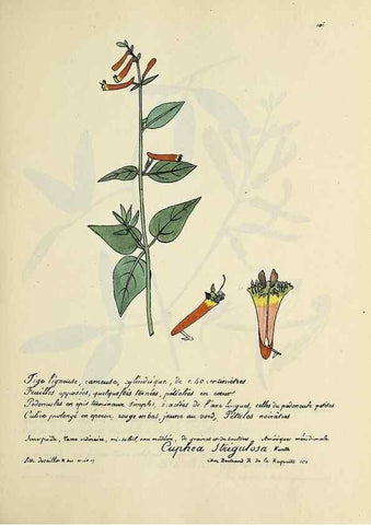 Reproducción/Reproduction 49500821298: Flore universelle. Saint-Denis :Au Bureau et chez Meilhac :[1848]-[1849]. 