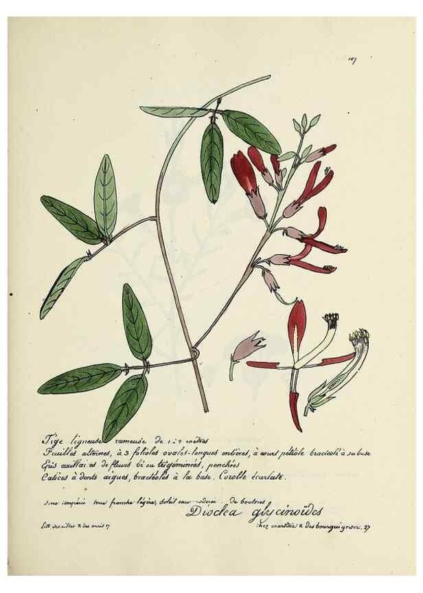 Reproducción/Reproduction 49501549462: Flore universelle. Saint-Denis :Au Bureau et chez Meilhac :[1848]-[1849]. 