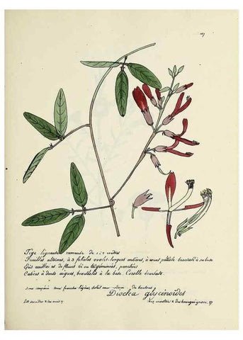Reproducción/Reproduction 49501549462: Flore universelle. Saint-Denis :Au Bureau et chez Meilhac :[1848]-[1849]. 