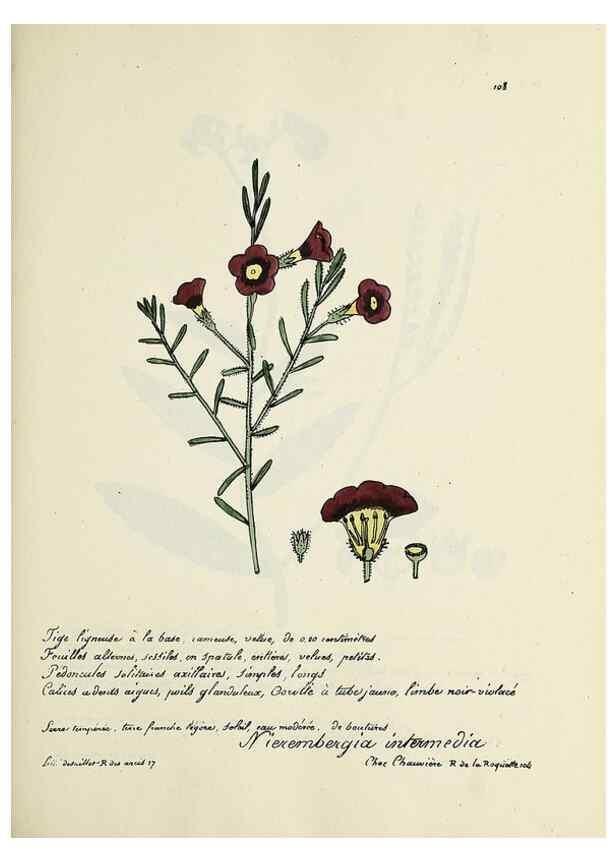 Reproducción/Reproduction 49500821908: Flore universelle. Saint-Denis :Au Bureau et chez Meilhac :[1848]-[1849]. 