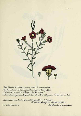 Reproducción/Reproduction 49500821908: Flore universelle. Saint-Denis :Au Bureau et chez Meilhac :[1848]-[1849]. 
