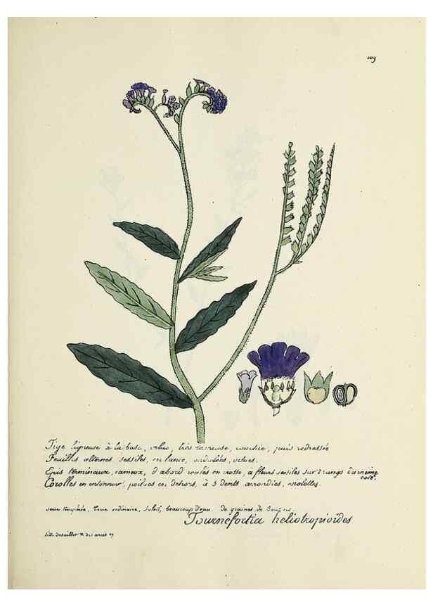 Reproducción/Reproduction 49501326901: Flore universelle. Saint-Denis :Au Bureau et chez Meilhac :[1848]-[1849]. 