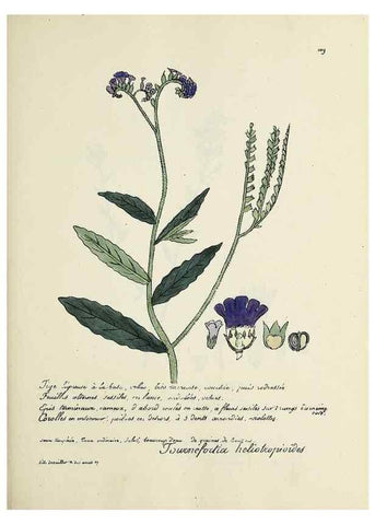 Reproducción/Reproduction 49501326901: Flore universelle. Saint-Denis :Au Bureau et chez Meilhac :[1848]-[1849]. 