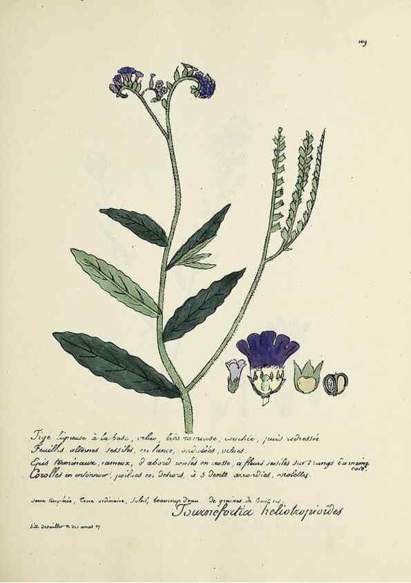 Reproducción/Reproduction 49501326901: Flore universelle. Saint-Denis :Au Bureau et chez Meilhac :[1848]-[1849]. 