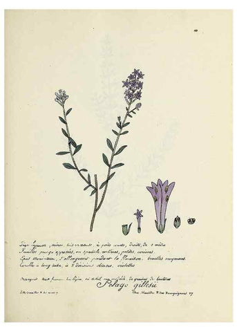 Reproducción/Reproduction 49500822438: Flore universelle. Saint-Denis :Au Bureau et chez Meilhac :[1848]-[1849]. 