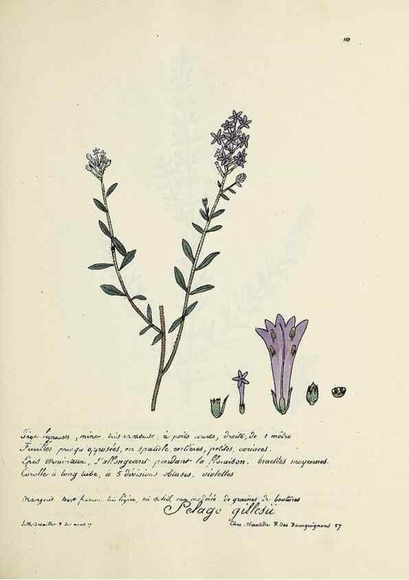 Reproducción/Reproduction 49500822438: Flore universelle. Saint-Denis :Au Bureau et chez Meilhac :[1848]-[1849]. 