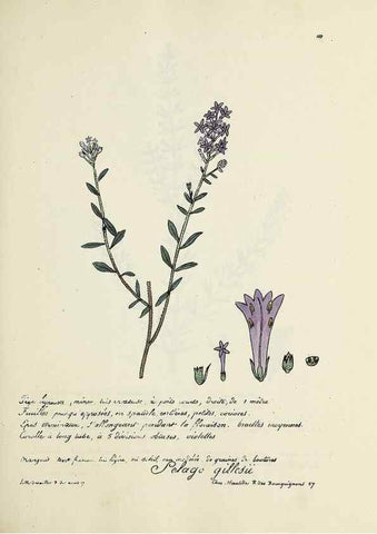 Reproducción/Reproduction 49500822438: Flore universelle. Saint-Denis :Au Bureau et chez Meilhac :[1848]-[1849]. 