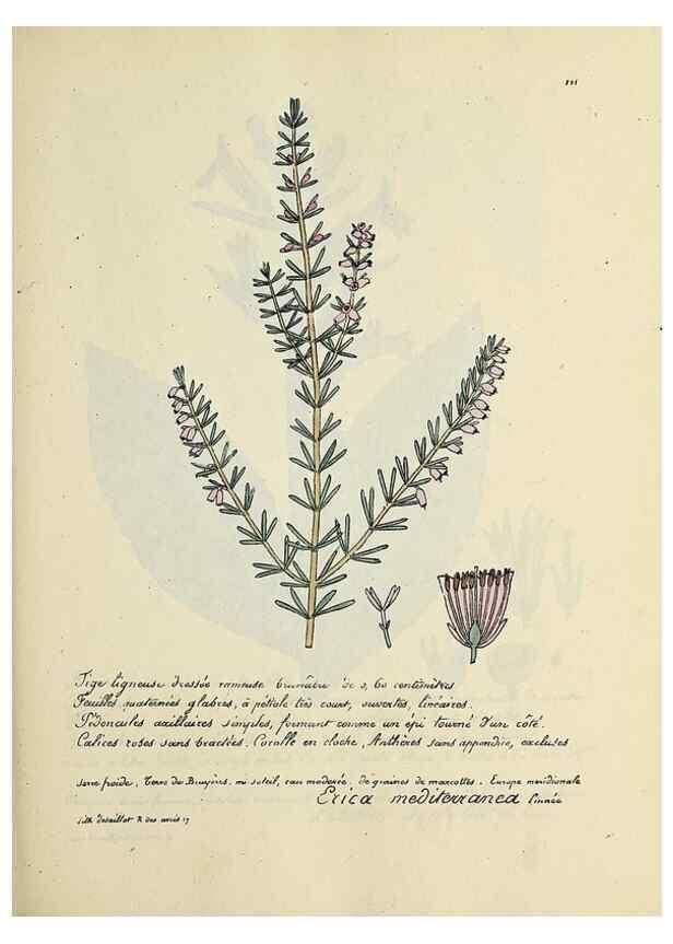 Reproducción/Reproduction 49500822773: Flore universelle. Saint-Denis :Au Bureau et chez Meilhac :[1848]-[1849]. 