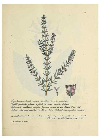 Reproducción/Reproduction 49500822773: Flore universelle. Saint-Denis :Au Bureau et chez Meilhac :[1848]-[1849]. 