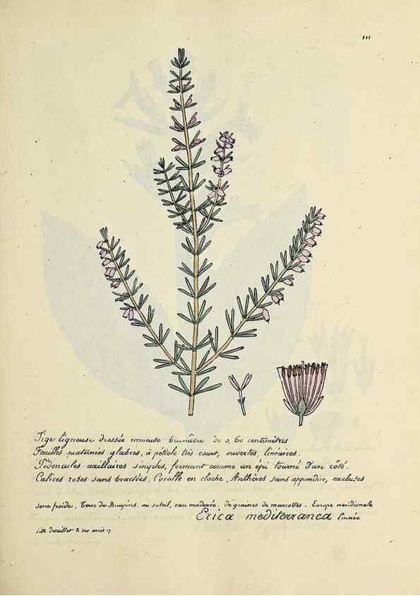Reproducción/Reproduction 49500822773: Flore universelle. Saint-Denis :Au Bureau et chez Meilhac :[1848]-[1849]. 