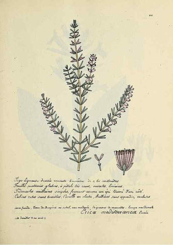 Reproducción/Reproduction 49500822773: Flore universelle. Saint-Denis :Au Bureau et chez Meilhac :[1848]-[1849]. 