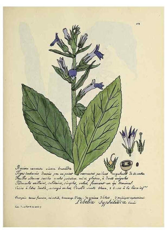 Reproducción/Reproduction 49500823033: Flore universelle. Saint-Denis :Au Bureau et chez Meilhac :[1848]-[1849]. 