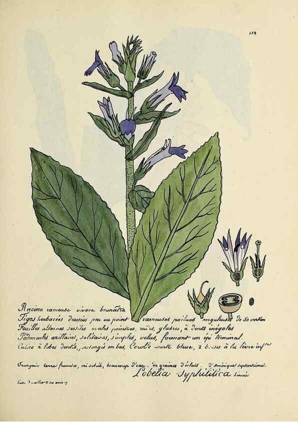 Reproducción/Reproduction 49500823033: Flore universelle. Saint-Denis :Au Bureau et chez Meilhac :[1848]-[1849]. 
