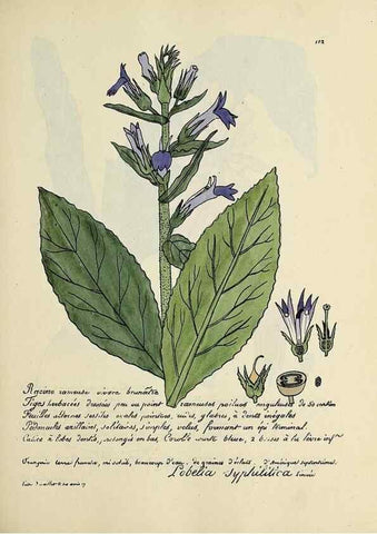 Reproducción/Reproduction 49500823033: Flore universelle. Saint-Denis :Au Bureau et chez Meilhac :[1848]-[1849]. 
