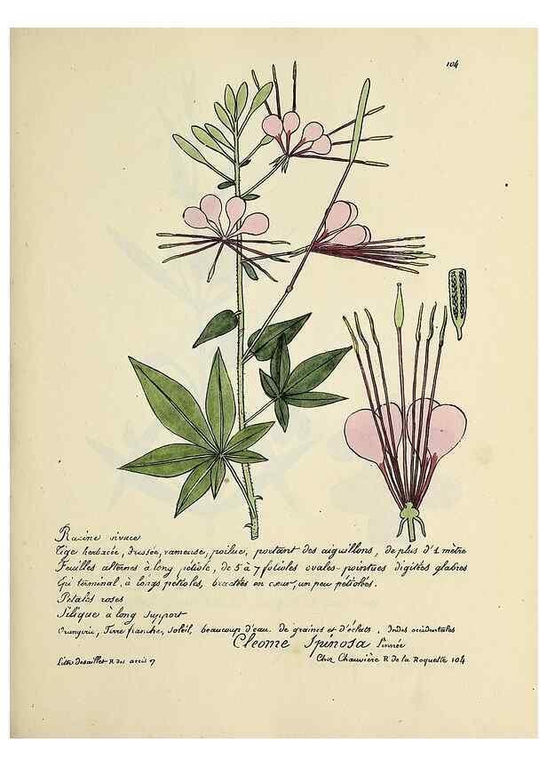Reproducción/Reproduction 49501548567: Flore universelle. Saint-Denis :Au Bureau et chez Meilhac :[1848]-[1849]. 
