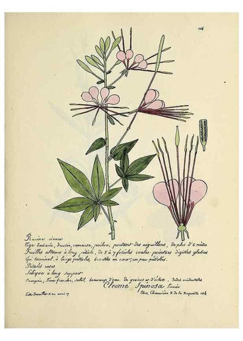 Reproducción/Reproduction 49501548567: Flore universelle. Saint-Denis :Au Bureau et chez Meilhac :[1848]-[1849]. 