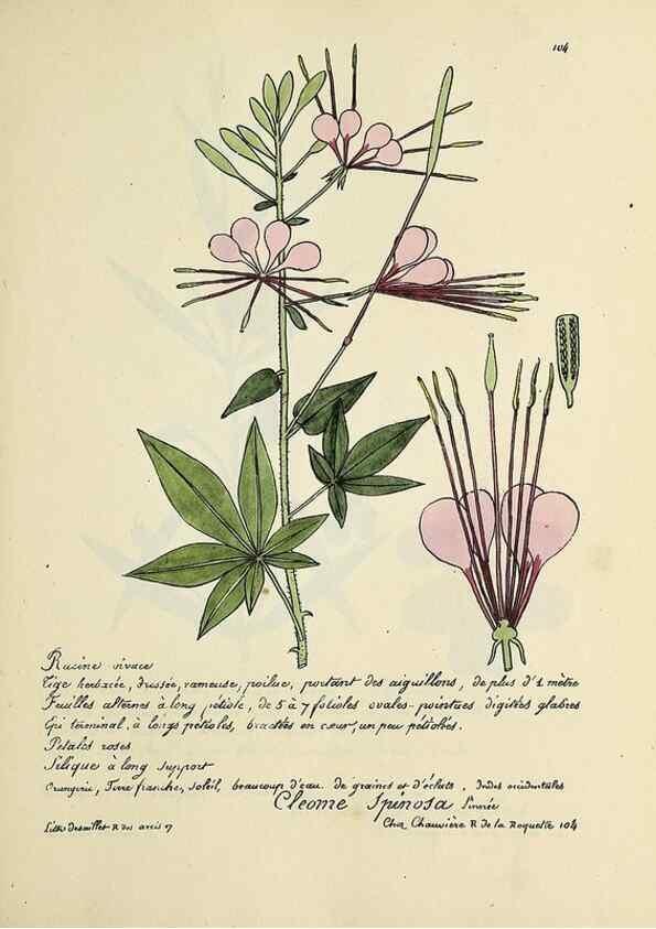Reproducción/Reproduction 49501548567: Flore universelle. Saint-Denis :Au Bureau et chez Meilhac :[1848]-[1849]. 