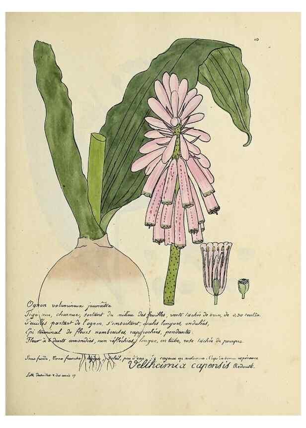 Reproducción/Reproduction 49501328151: Flore universelle. Saint-Denis :Au Bureau et chez Meilhac :[1848]-[1849]. 