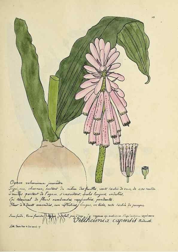 Reproducción/Reproduction 49501328151: Flore universelle. Saint-Denis :Au Bureau et chez Meilhac :[1848]-[1849]. 