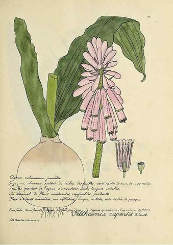 Reproducción/Reproduction 49501328151: Flore universelle. Saint-Denis :Au Bureau et chez Meilhac :[1848]-[1849]. 