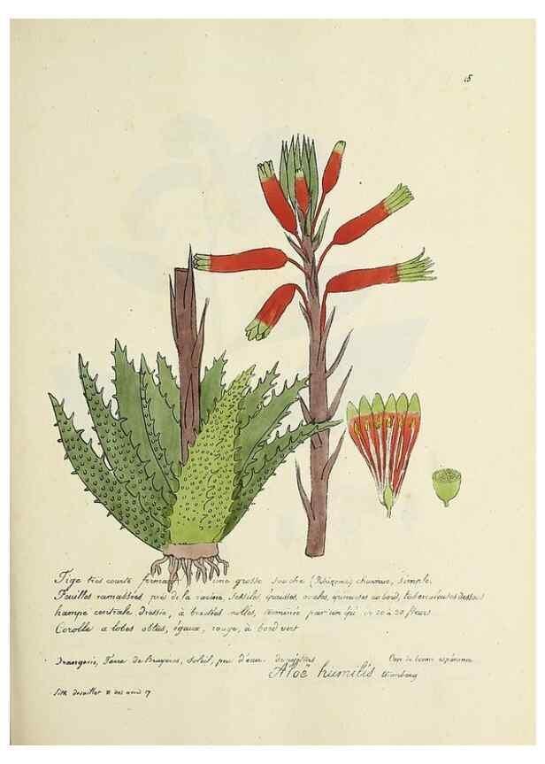 Reproducción/Reproduction 49501551622: Flore universelle. Saint-Denis :Au Bureau et chez Meilhac :[1848]-[1849]. 