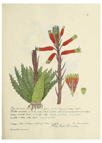 Reproducción/Reproduction 49501551622: Flore universelle. Saint-Denis :Au Bureau et chez Meilhac :[1848]-[1849]. 